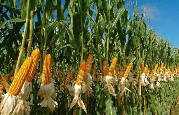 Problems and Prospects of Crop Production in Nigeria Problems and Prospects of Crop Production in Nigeria