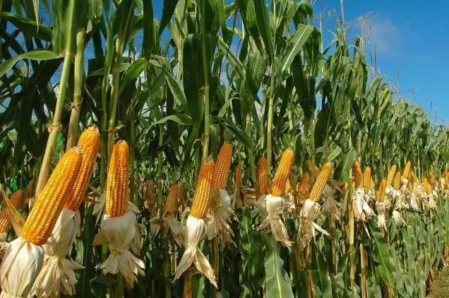 Problems and Prospects of Crop Production in Nigeria