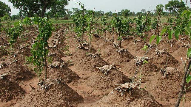 How to plant yam in Nigeria