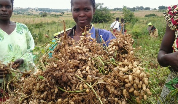 How profitable in groundnut farming in nigeria
