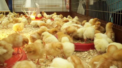 How Much Does it Cost to Start a Poultry Farm in Nigeria?