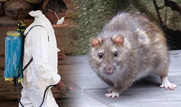 Prevalence of Lassa Fever in Nigeria; Main Facts, Causes, Symptoms, Prevention