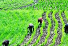 The Role Of Agriculture In Food Security In Nigeria