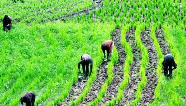 10 Importance of Agriculture in Nigeria