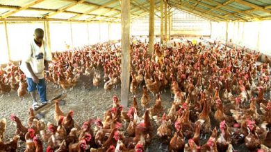 Top 15 Poultry Growth Promoters in Nigeria
