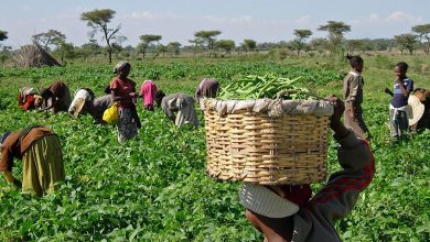 Nigerian Farmers Enumerated For N2.3trn ‘Agric Subsidy’ Scheme — Osinbajo