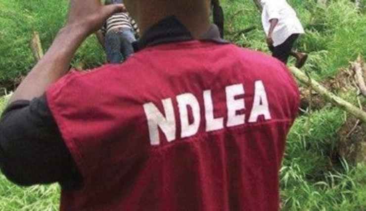 NDLEA Apprehend 90 Suspects For Illicit Drug Trafficking In Kogi