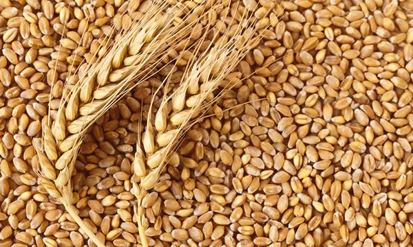 CBN Says Nigeria Spends Billions Wheat Importation Yearly