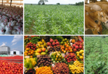 15 Best Selling Agricultural Products in Nigeria