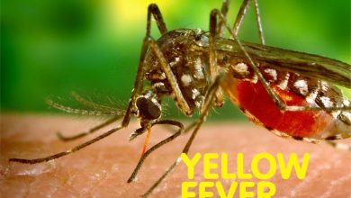 WHO To Back Up Nigeria On Yellow Fever Outbreak