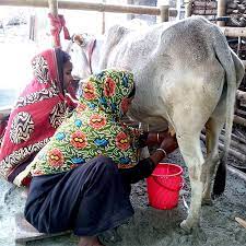 Domestic Cow Rearing Can Produce 10 Litres Of Milk Daily- NABDA