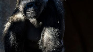 World’s Oldest Male Gorilla Dies After COVID-19 diagnosis