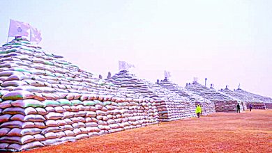 President Buhari To Disclose CBN’s Rice Pyramids