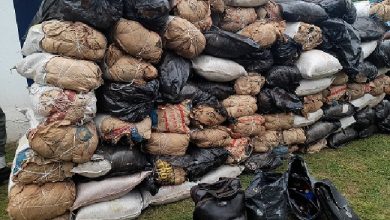 Lagosians Consume Over 100 Bags Of Indian Hemp Daily – Report