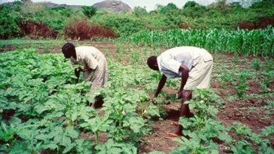 Insecurity Challenge: Potato Farmers Cannot Go To Their Farms Again― POFAN President