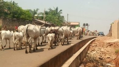 Anti-Grazing Law: Amotekun, Soldiers Fight Over Apprehension Of Cows In Ondo
