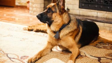 Top 10 Nigerian Security Dog Trainers