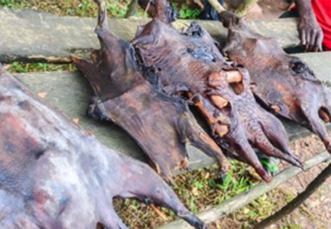 Monkey Pox: Ministry Of Agric Cautions Nigerians To  Stop Bush Meat Consumption
