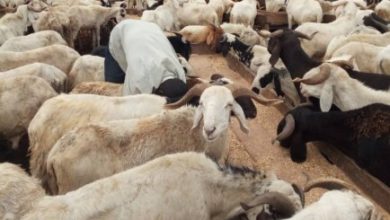 Sallah: You Cannot Sell Rams In Unspecified Pace– FCTA Cautions Traders