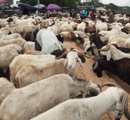 Sallah: You Cannot Sell Rams In Unspecified Pace– FCTA Cautions Traders