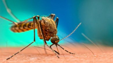 Top 15 Affordable Malaria Vaccine in Nigeria
