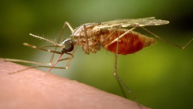 Ned Nwoko Reveals Solution To Malaria 