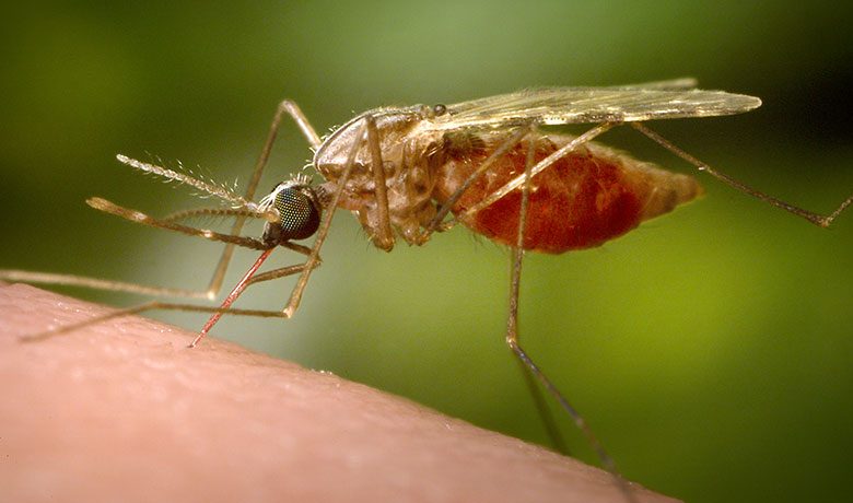15 Best Mosquito Killers in Nigeria