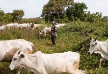 Anti Open grazing law in Nigeria; Ban on open grazing in Nigeria - simple explanations