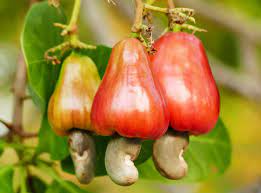 ‘Nigeria earns $450m yearly from cashew exports’