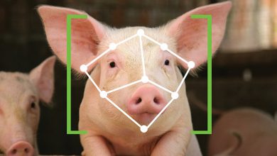 Face recognition technology for pigs could improve welfare on farms