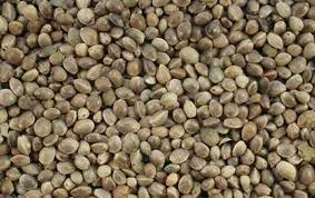 Nigeria eyes OECD membership to boost seeds export