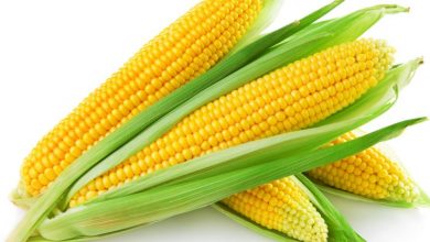 Notable Differences Between Corn and Maize You Should Know