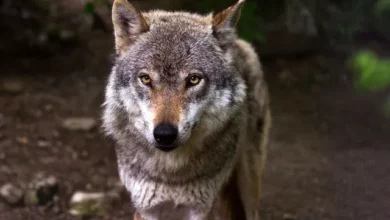 100+ badass wolf names, their meanings and where they come from