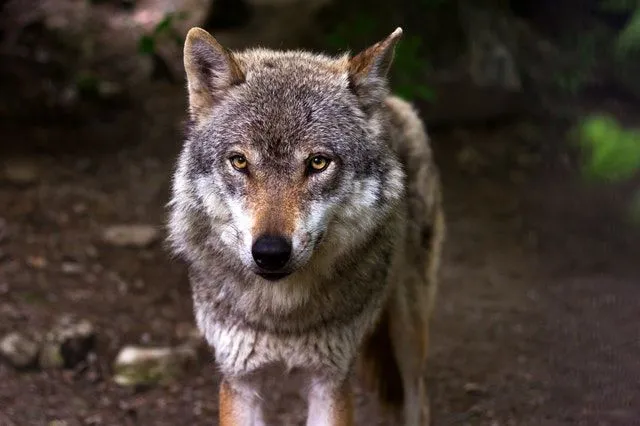 100+ badass wolf names, their meanings and where they come from