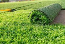 15 best Carpet Grass in Nigeria and their prices