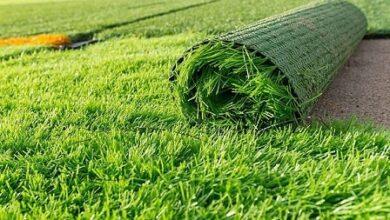 15 best Carpet Grass in Nigeria and their prices