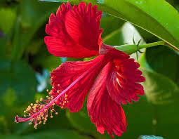 Nigeria To Earn $3bn From Export Of Hibiscus Flowers — Bello