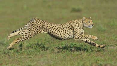 Top 10 fastest land animals in the Wold