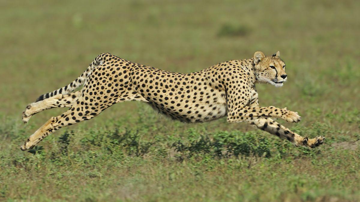 Top 10 fastest land animals in the World