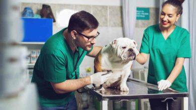 Duties of A Veterinary Technician