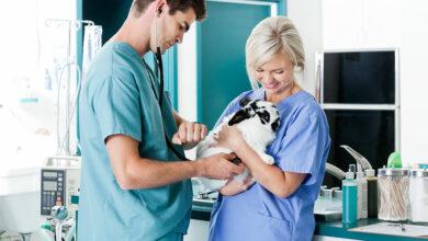 Veterinary Technician Job Description