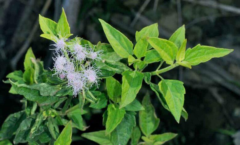 Top 20 common weeds in Nigeria every citizen should know