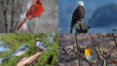 Bird symbolism: 10 common birds and what they are meant to represent