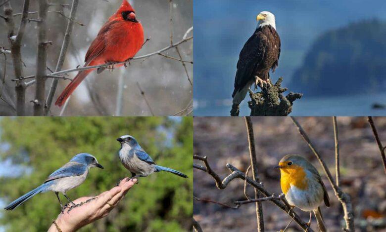 Bird symbolism: 10 common birds and what they are meant to represent