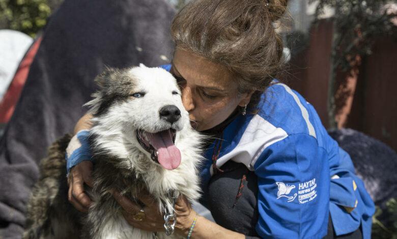 Turkey Quake: Dog Rescued 3 Weeks After