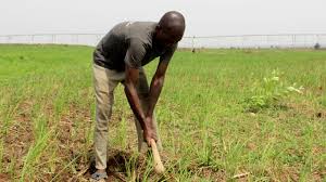 We’ve lost over 65% of yam to excessive heat in Abuja – Farmers