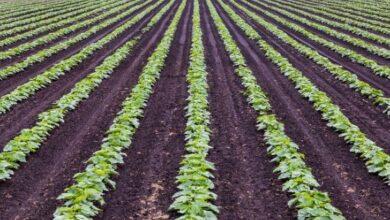 Factors Affecting Commercial Agriculture in Nigeria