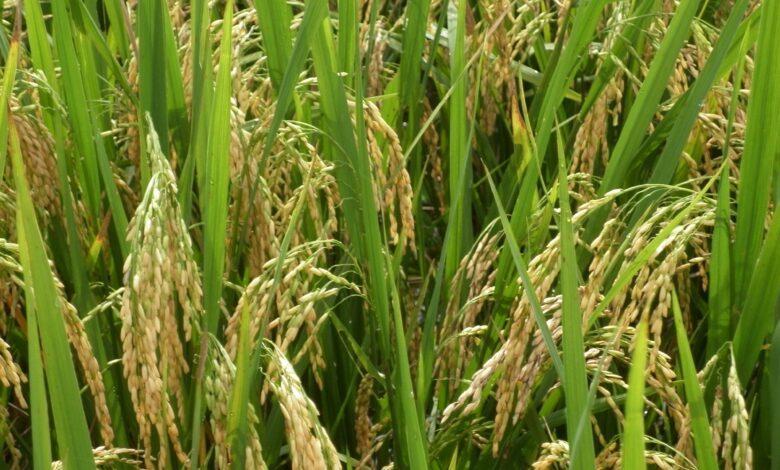 10 Factors Affecting Rice Production in Nigeria