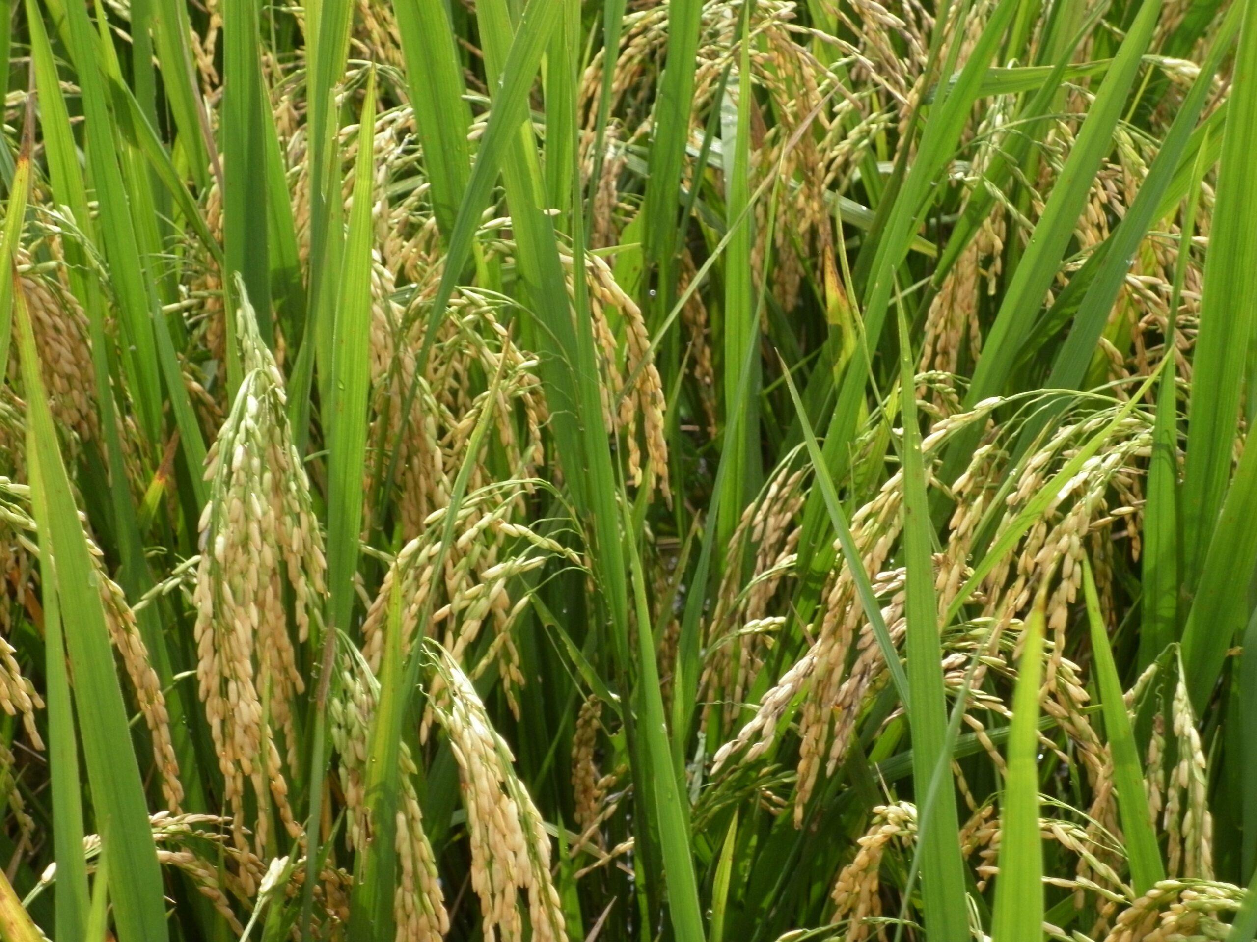 10 Factors Affecting Crop Production In Nigeria