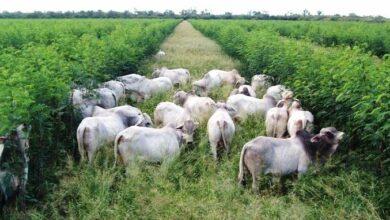 Factors Affecting the Pasture Establishment in Nigeria